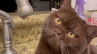 Stoic Cat Just Wants to Watch Water Droplet Fall