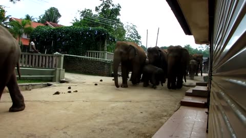 Viral The March of the Elephants, Pinnawala