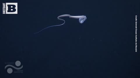 RARE SIGHTING: Satiated Pelican Eel Spotted Post-Meal in Deep-Sea Dive