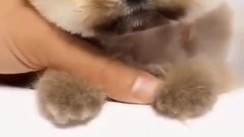 CUTE AND SQUEEZED DOG