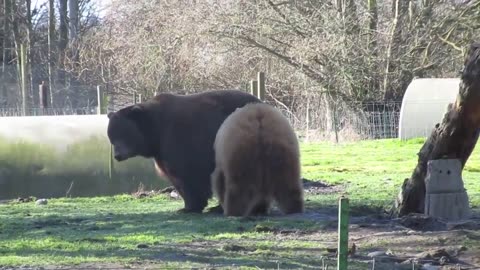 A Kodiak Bear Is Even Bigger Than A Grizzly Bear