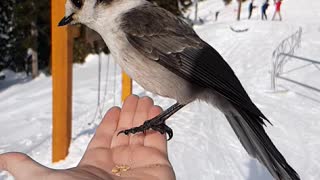 Beautiful Slow Motion Bird