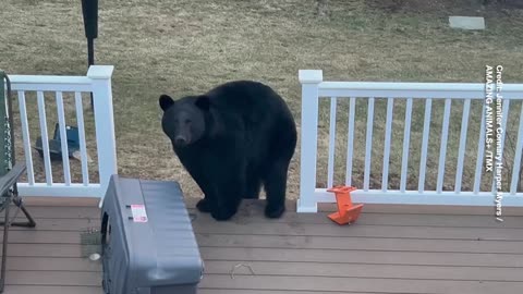 Bear Gets the Bird: New Hampshire Homeowner Scolds Intruding Black Bear