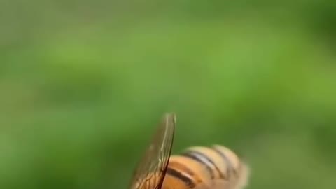 Nice bee