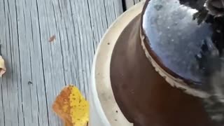 Smart Chipmunk Opens Crock Containing Peanuts