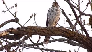 Fred Zeppelin 2022, Cooper's Hawk Outside My Window!