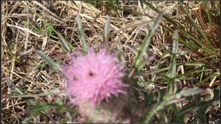 Bees Visting a Flower at our Land