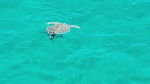 Loggerhead Turtles of Navarre Florida