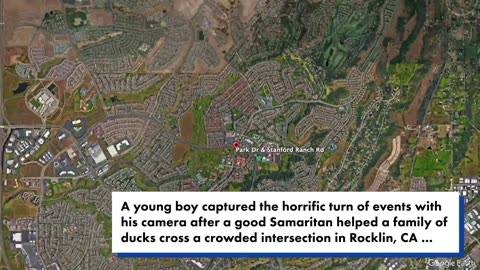"Cheered by Onlookers, Good Samaritan Tragically Killed Helping Ducks Cross Road"