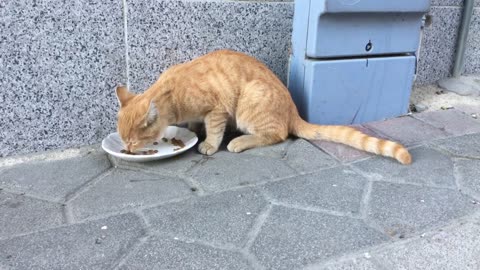 Lucky stray cats. These souls have no shortage of food, water and cat houses.