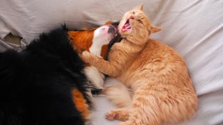 Heart-warming dog and cat friendship