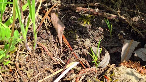 Red ant colony / many red ants in a meadow / beautiful red insects in nature.