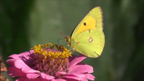 Butterfly Insect Animal Feeding Nectar Flower