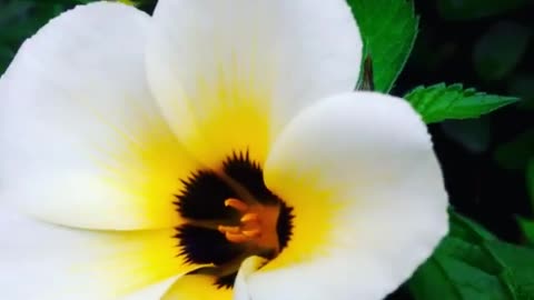 Worolanka White Flowers