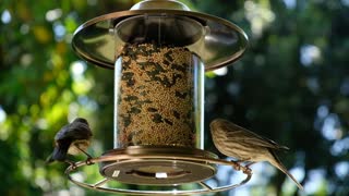 Backyard Bird Feeder