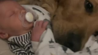Golden Retriever Cuddles with New Baby
