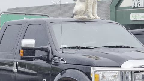 Is the Dog on Top of the Truck a Statue or Real?