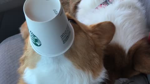 Corgi loves her puppuccino from Starbucks