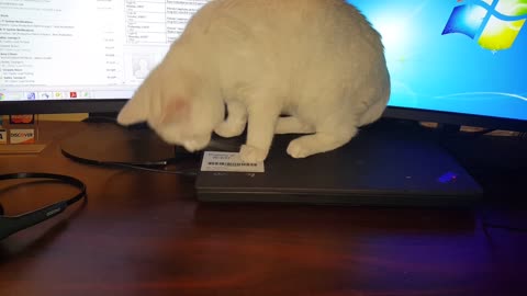 Kitten helps owner properly set up laptop