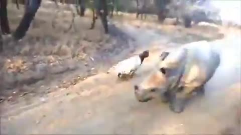 A baby rhino imitates his goat friend.