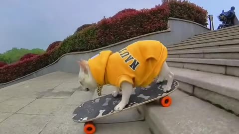 French Bulldog Skateboards Challenge Down Long Stairs