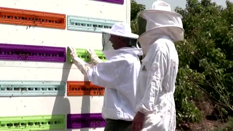 Bees find refuge in robotic hive
