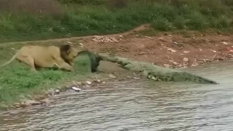 lion vs crocodile (wow amazing) #shorts #lion