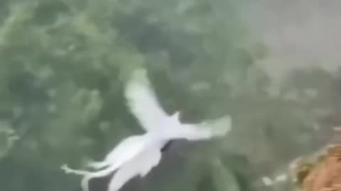 Real life legendary Bird Pokemon