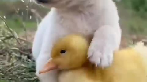 Cute Little #Hens and #Dog