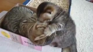 Cute Cats kisses