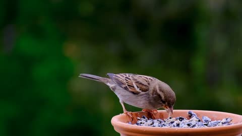 beautiful bird eating food bite.