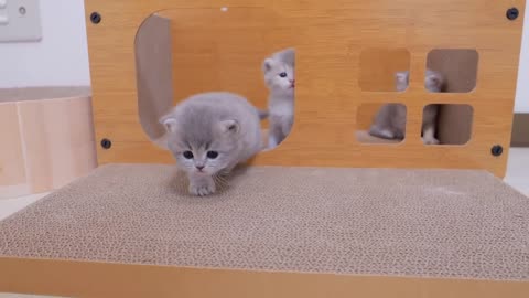 Adorable Curious kittens😻💕