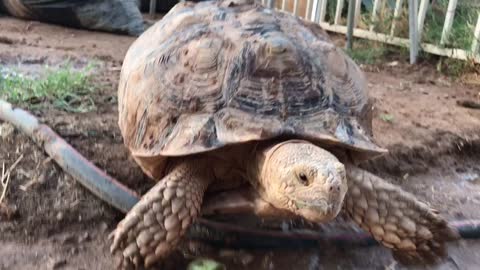 Big Desert Tortoise up close