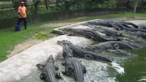 Time to feed the Crocodiles