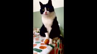 The cat is throwing eggs off the table, why?