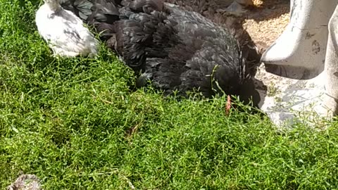 Little chickens with their mother