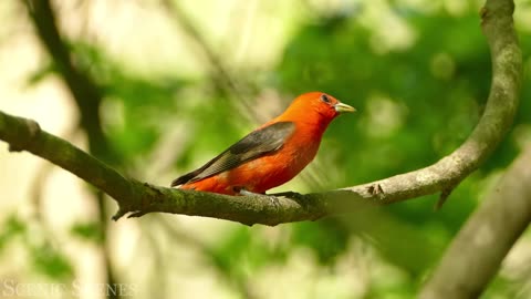 The Most Colorful Birds in 4K - Beautiful Birds Sound in the Forest | Scenic Relaxation Film