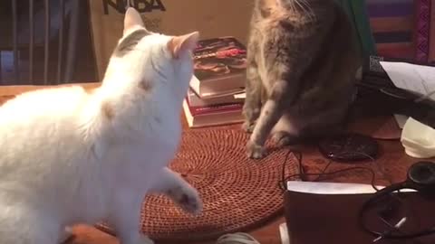 What are these two cats doing?