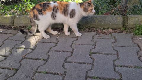 Orange stray cat and her friends approach me and ask for food