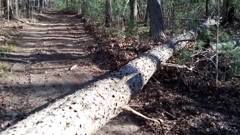 Cutting down a trifecta set of tree's "Part Three"