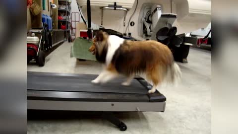 Lazy Collie Busted For Cheating On The Treadmill