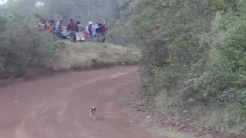 Lucky Dog vs Rally Car