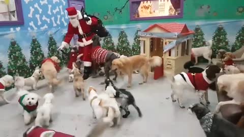 Santa Paws delivers gifts to good doggies