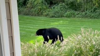 Bear Casually Walks Through Yard