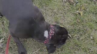 Dog thinks rooted tree is a stick