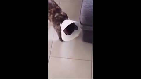 Cats love funny video.
