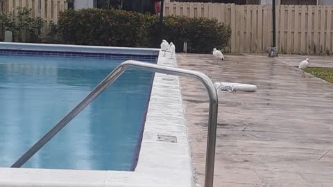 Egrets Testing The Pool