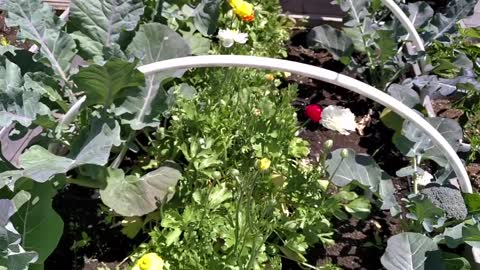 Growing Food in Urban Small Spaces - Urban Gardening