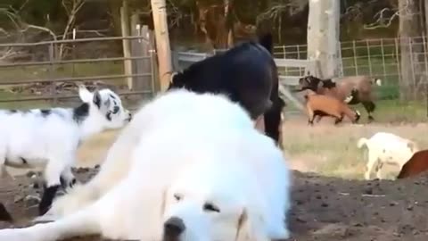 Awesome Animals' Friendship