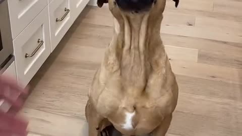 Smart doggo catching egg challenges